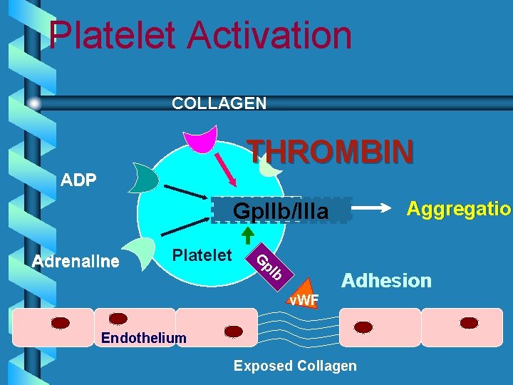 Platelet Activation COLLAGEN THROMBIN ADP Aggregation Aggregatio Gp. IIb/IIIa Platelet G p. I Adrenaline