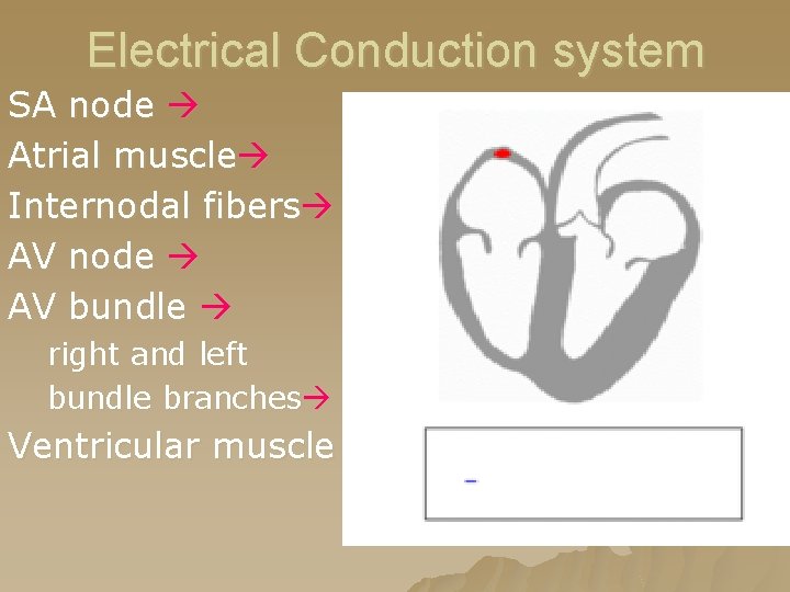 Electrical Conduction system SA node Atrial muscle Internodal fibers AV node AV bundle right Electrical Conduction system SA node Atrial muscle Internodal fibers AV node AV bundle right