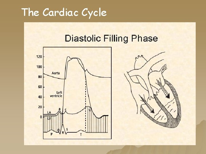 The Cardiac Cycle The Cardiac Cycle