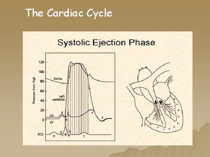 The Cardiac Cycle The Cardiac Cycle