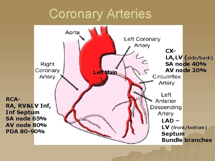 Coronary Arteries Left Main RCARA, RV&LV Inf, Inf Septum SA node 65% AV node Coronary Arteries Left Main RCARA, RV&LV Inf, Inf Septum SA node 65% AV node