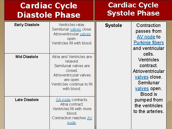 Cardiac Cycle Diastole Phase Early Diastole Ventricles relax. Semilunar valves close. Atrioventricular valves open. Cardiac Cycle Diastole Phase Early Diastole Ventricles relax. Semilunar valves close. Atrioventricular valves open.