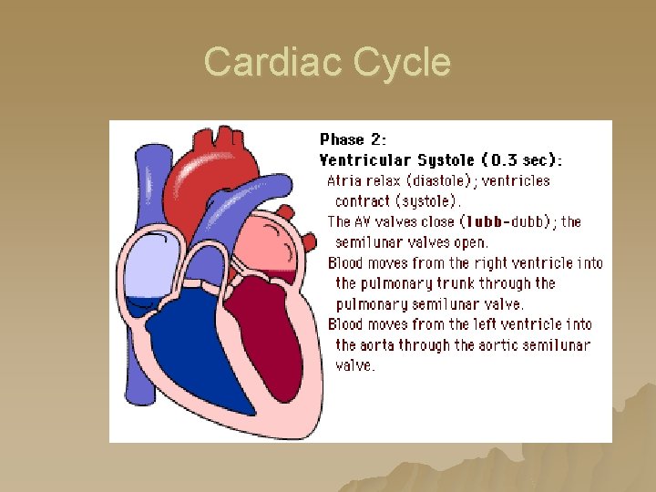 Cardiac Cycle Cardiac Cycle