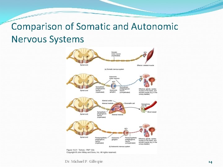 Comparison of Somatic and Autonomic Nervous Systems Dr. Michael P. Gillespie 14 