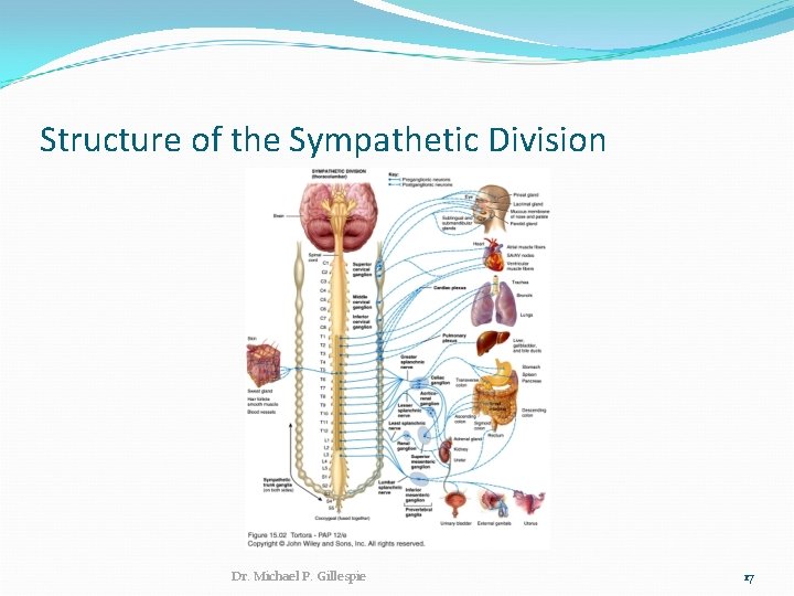Structure of the Sympathetic Division Dr. Michael P. Gillespie 17 