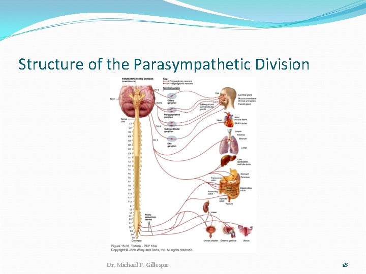 Structure of the Parasympathetic Division Dr. Michael P. Gillespie 18 