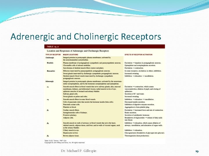 Adrenergic and Cholinergic Receptors Dr. Michael P. Gillespie 19 