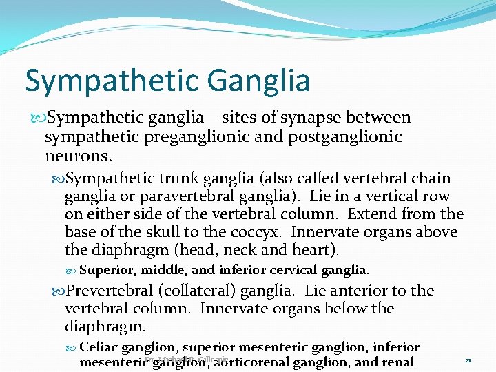 Sympathetic Ganglia Sympathetic ganglia – sites of synapse between sympathetic preganglionic and postganglionic neurons.