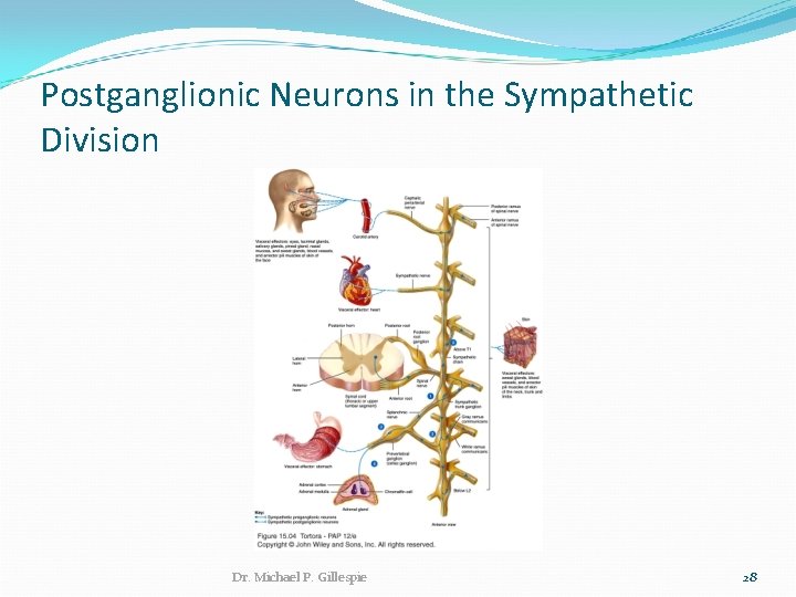 Postganglionic Neurons in the Sympathetic Division Dr. Michael P. Gillespie 28 