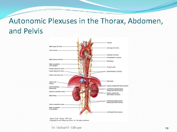Autonomic Plexuses in the Thorax, Abdomen, and Pelvis Dr. Michael P. Gillespie 29 