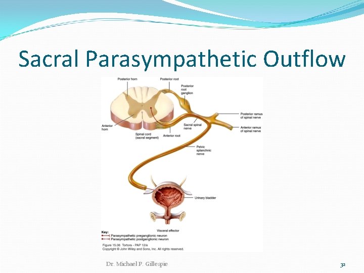 Sacral Parasympathetic Outflow Dr. Michael P. Gillespie 32 