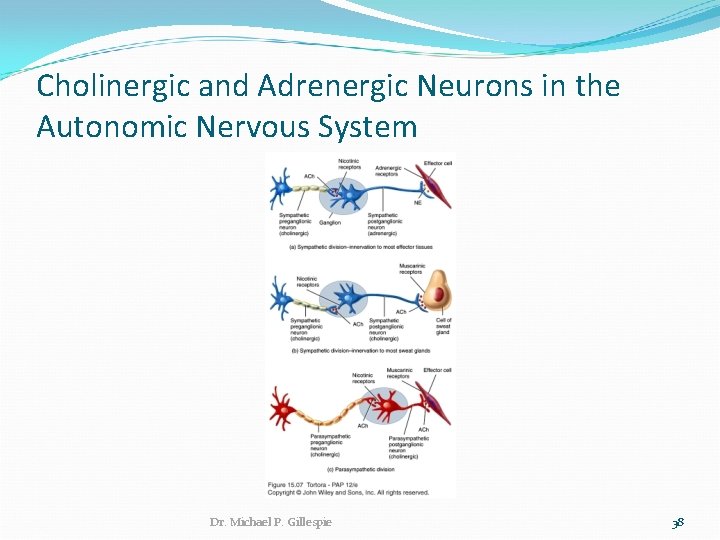 Cholinergic and Adrenergic Neurons in the Autonomic Nervous System Dr. Michael P. Gillespie 38