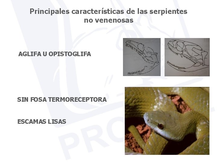 Principales características de las serpientes no venenosas AGLIFA U OPISTOGLIFA SIN FOSA TERMORECEPTORA ESCAMAS