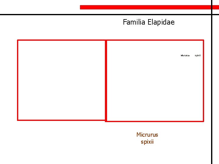 Familia Elapidae Mlcrurus Micrurus spixii 