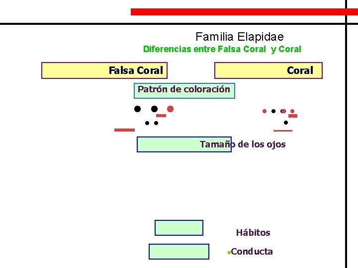 Familia Elapidae Diferencias entre Falsa Coral y Coral Falsa Coral Patrón de coloración •