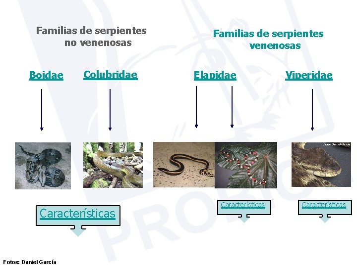 Familias de serpientes no venenosas Boidae Colubridae Características Fotos: Daniel García Familias de serpientes