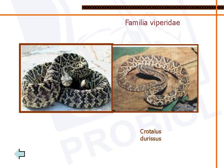 Familia viperidae Crotalus durissus 