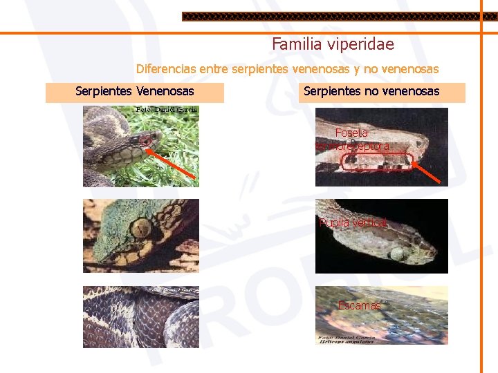 Familia viperidae Diferencias entre serpientes venenosas y no venenosas Serpientes Venenosas Serpientes no venenosas