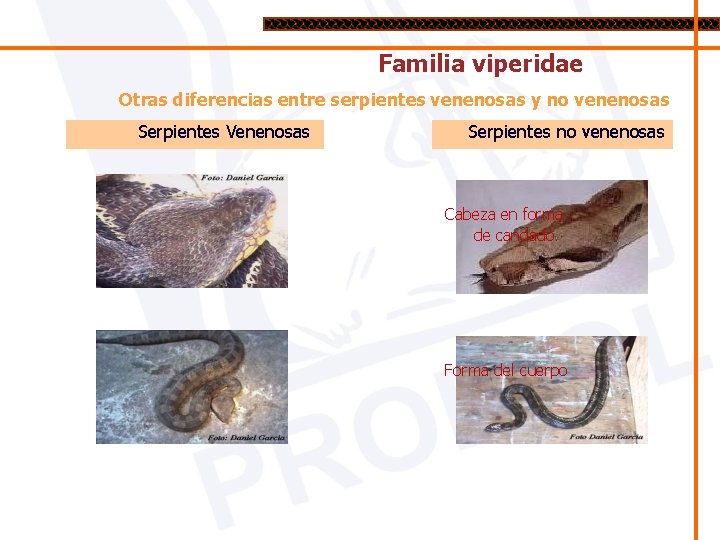 Familia viperidae Otras diferencias entre serpientes venenosas y no venenosas Serpientes Venenosas Serpientes no