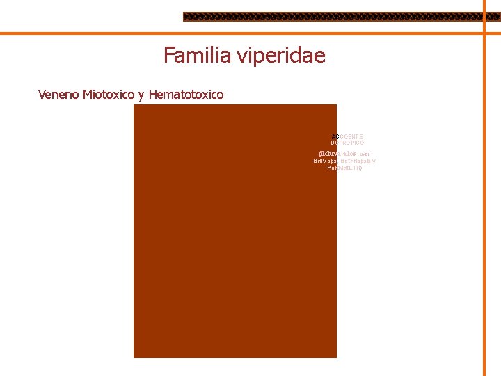 Familia viperidae Veneno Miotoxico y Hematotoxico ACCOENTE BOTROPICO (ilcluya a los ~IIr. OS Bd.