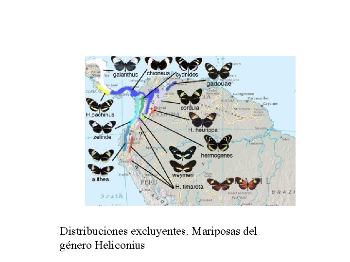 Distribuciones excluyentes. Mariposas del género Heliconius 