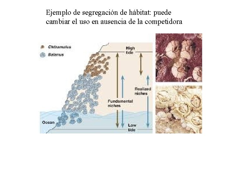 Ejemplo de segregación de hábitat: puede cambiar el uso en ausencia de la competidora