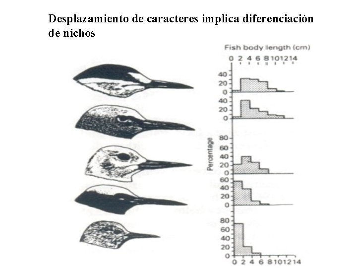 Desplazamiento de caracteres implica diferenciación de nichos 