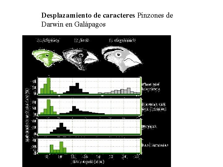 Desplazamiento de caracteres Pinzones de Darwin en Galápagos 