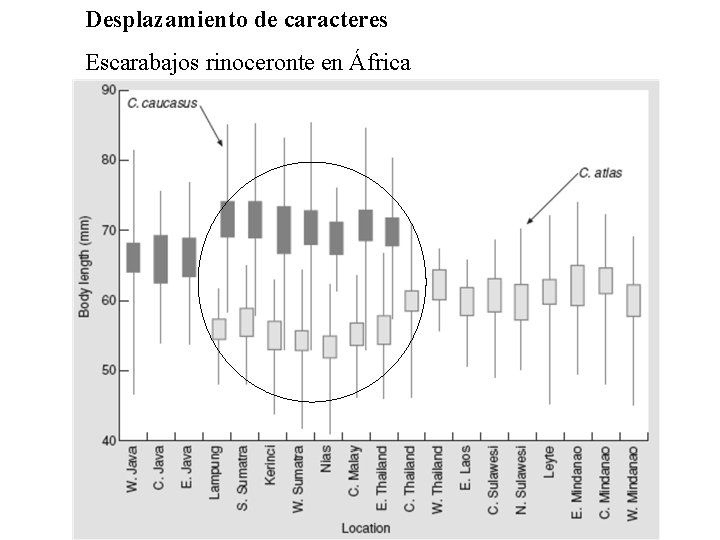 Desplazamiento de caracteres Escarabajos rinoceronte en África 