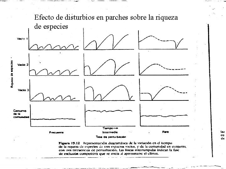 Efecto de disturbios en parches sobre la riqueza de especies 