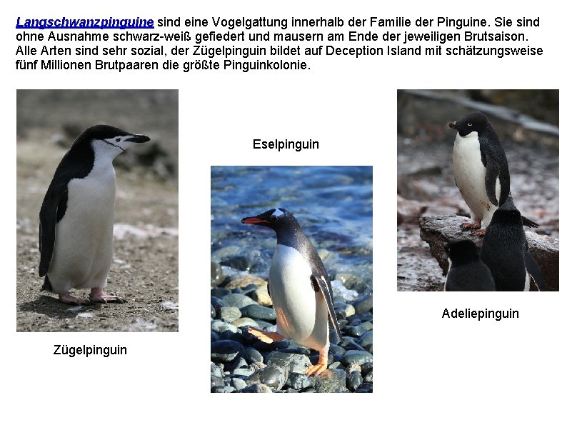 Langschwanzpinguine sind eine Vogelgattung innerhalb der Familie der Pinguine. Sie sind ohne Ausnahme schwarz-weiß