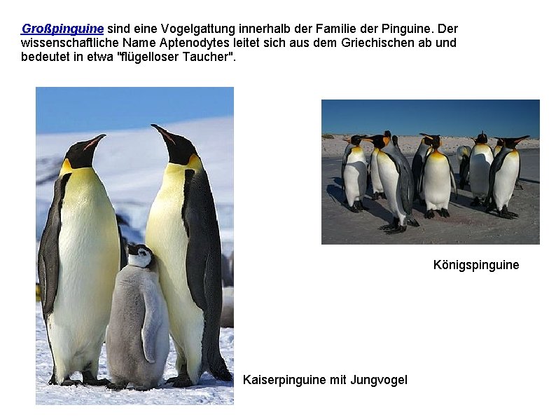 Großpinguine sind eine Vogelgattung innerhalb der Familie der Pinguine. Der wissenschaftliche Name Aptenodytes leitet