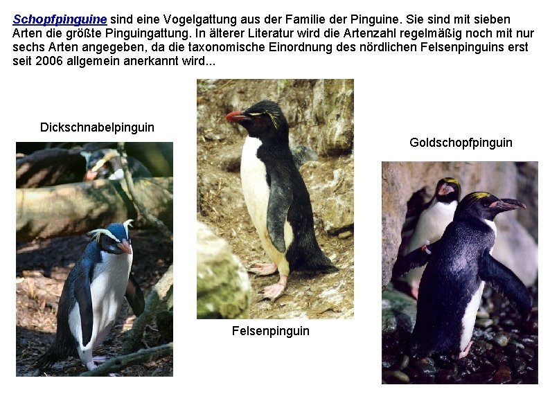 Schopfpinguine sind eine Vogelgattung aus der Familie der Pinguine. Sie sind mit sieben Arten