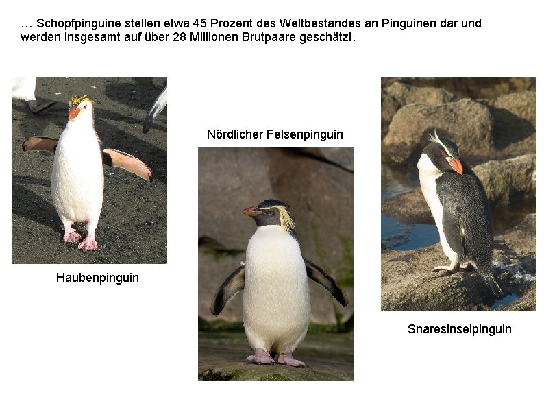 … Schopfpinguine stellen etwa 45 Prozent des Weltbestandes an Pinguinen dar und werden insgesamt