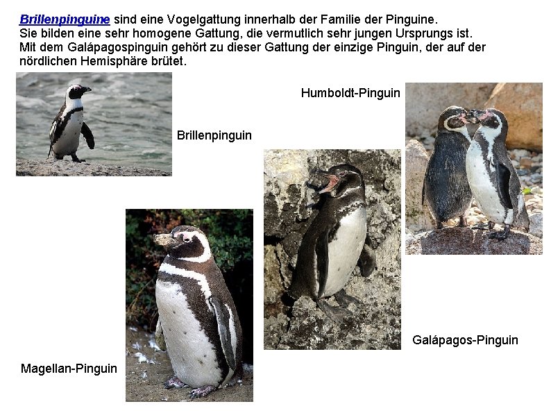 Brillenpinguine sind eine Vogelgattung innerhalb der Familie der Pinguine. Sie bilden eine sehr homogene
