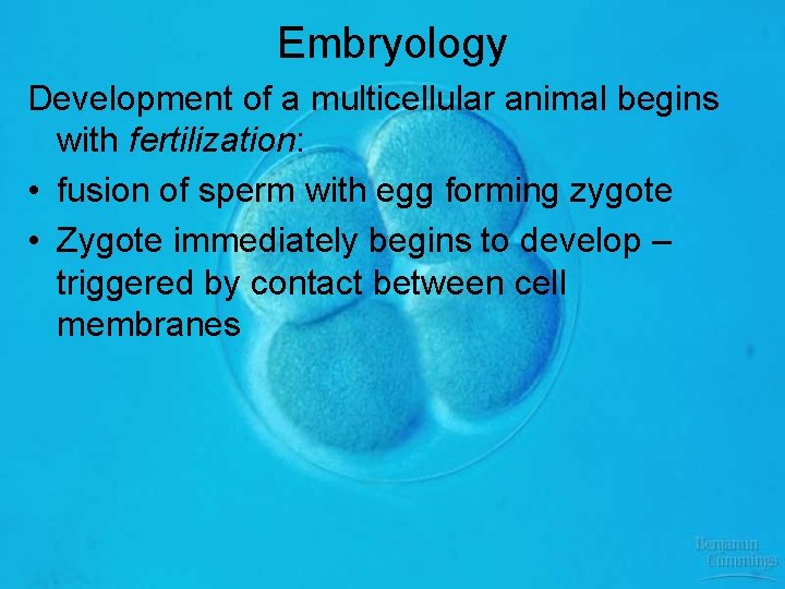 Embryology Development of a multicellular animal begins with fertilization: • fusion of sperm with