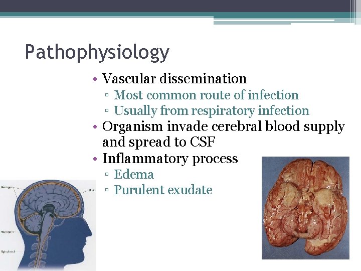 Pathophysiology • Vascular dissemination ▫ Most common route of infection ▫ Usually from respiratory Pathophysiology • Vascular dissemination ▫ Most common route of infection ▫ Usually from respiratory