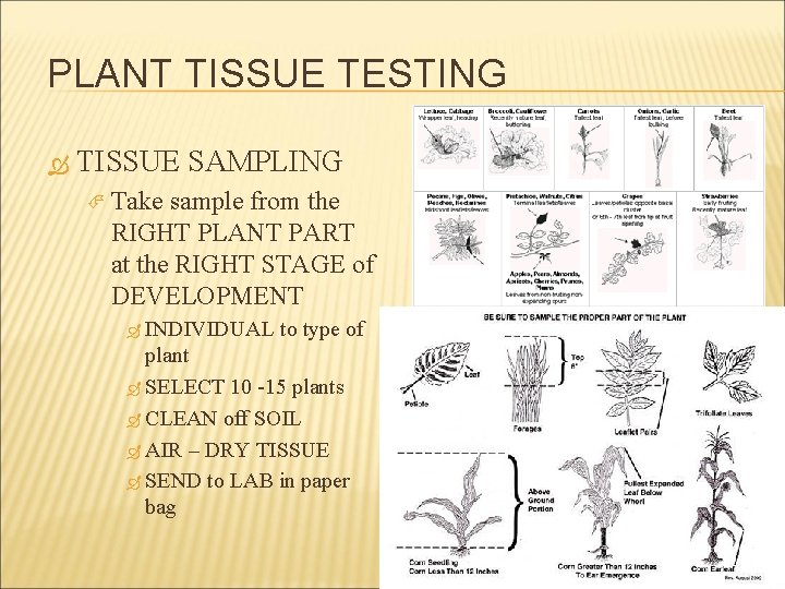 PLANT TISSUE TESTING TISSUE SAMPLING Take sample from the RIGHT PLANT PART at the