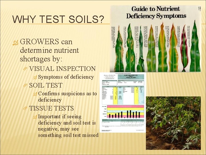 WHY TEST SOILS? GROWERS can determine nutrient shortages by: VISUAL INSPECTION Symptoms SOIL of