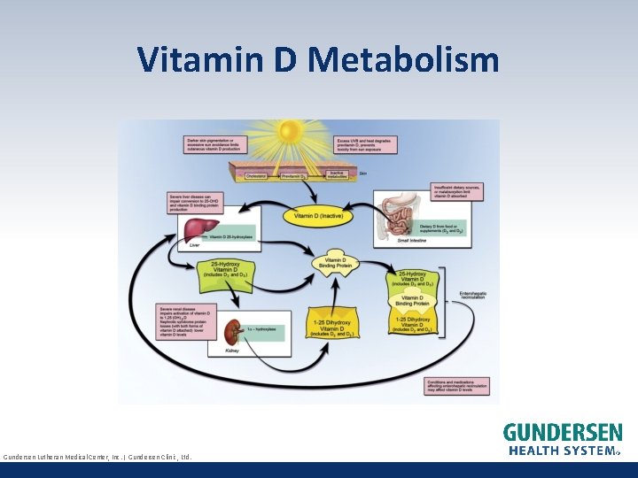 Vitamin D Metabolism Gundersen Lutheran Medical Center, Inc. | Gundersen Clinic, Ltd. 