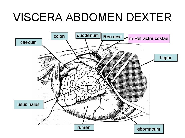 VISCERA ABDOMEN DEXTER colon duodenum Ren dext caecum m. Retractor costae hepar usus halus