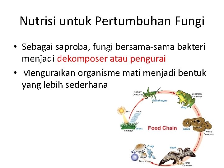 Nutrisi untuk Pertumbuhan Fungi • Sebagai saproba, fungi bersama-sama bakteri menjadi dekomposer atau pengurai