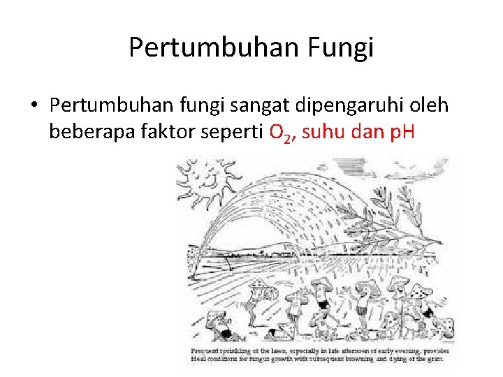 Pertumbuhan Fungi • Pertumbuhan fungi sangat dipengaruhi oleh beberapa faktor seperti O 2, suhu