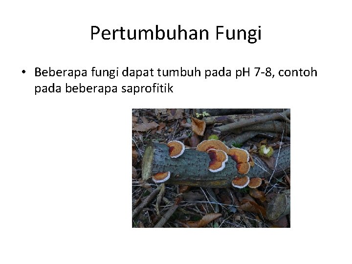 Pertumbuhan Fungi • Beberapa fungi dapat tumbuh pada p. H 7 -8, contoh pada