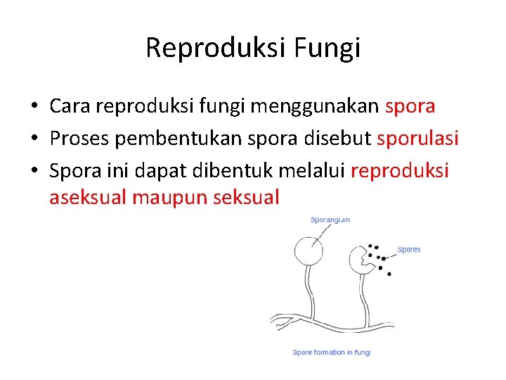 Reproduksi Fungi • Cara reproduksi fungi menggunakan spora • Proses pembentukan spora disebut sporulasi