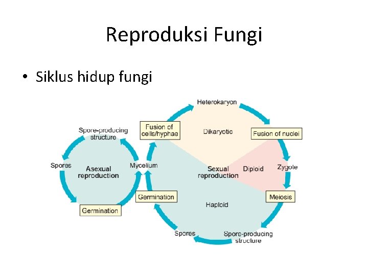 Reproduksi Fungi • Siklus hidup fungi 