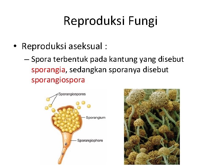 Reproduksi Fungi • Reproduksi aseksual : – Spora terbentuk pada kantung yang disebut sporangia,