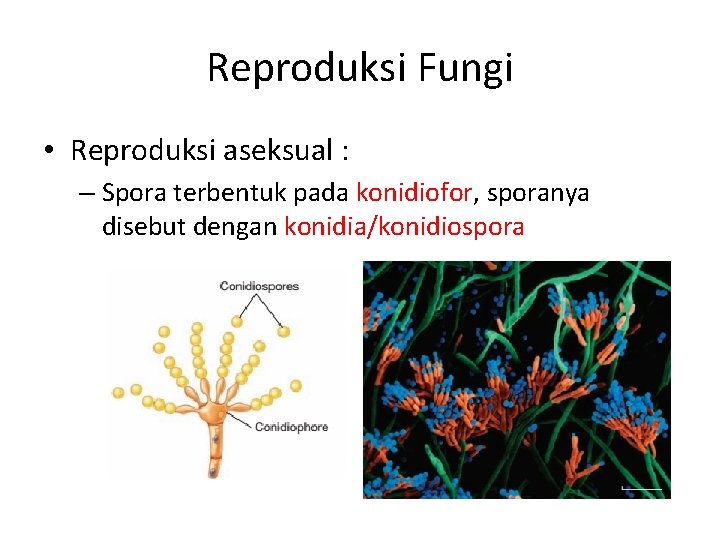 Reproduksi Fungi • Reproduksi aseksual : – Spora terbentuk pada konidiofor, sporanya disebut dengan