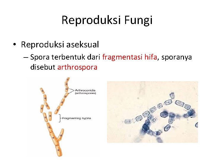 Reproduksi Fungi • Reproduksi aseksual – Spora terbentuk dari fragmentasi hifa, sporanya disebut arthrospora