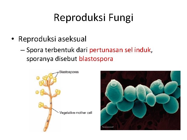 Reproduksi Fungi • Reproduksi aseksual – Spora terbentuk dari pertunasan sel induk, sporanya disebut